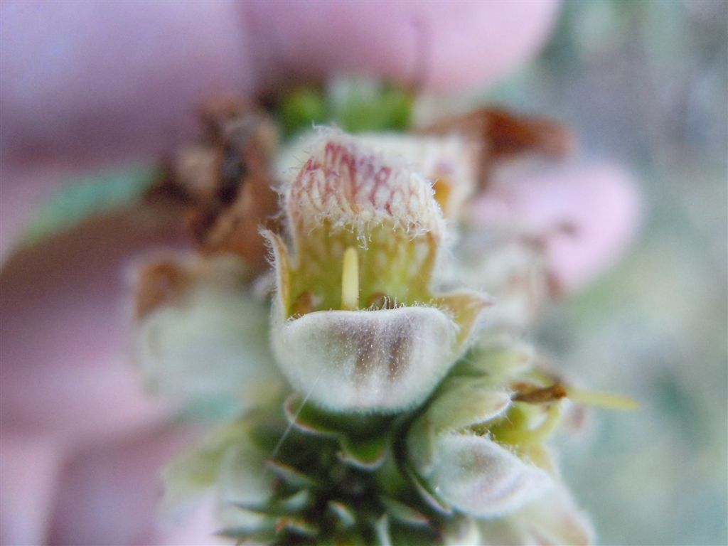 Passo Godi (AQ) : Digitalis ferruginea